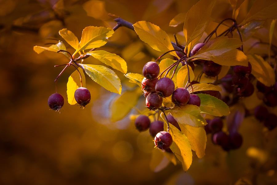 Fall Berries Photograph