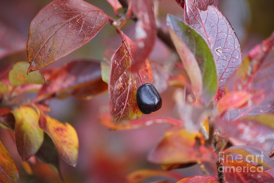 Fall Berry Photograph by Ann E Robson