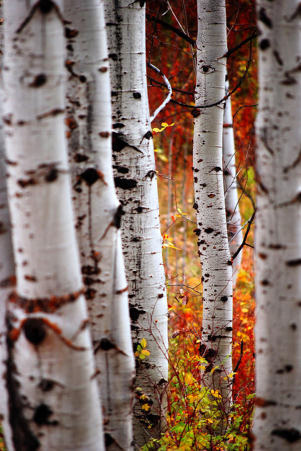 Fall Birch Leaves  Photograph by Lane Erickson
