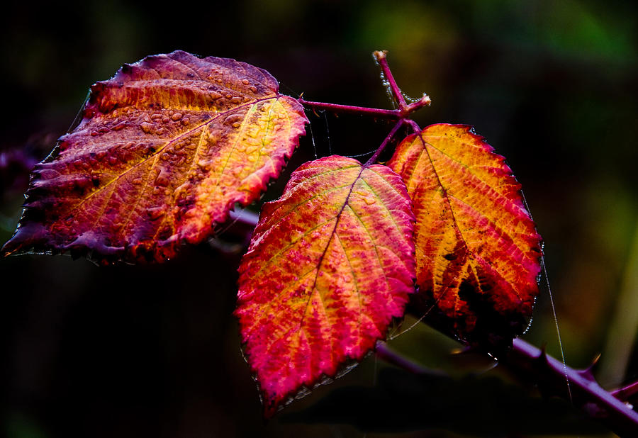 Fall Blackberry Leaves Photograph by Larry Goss