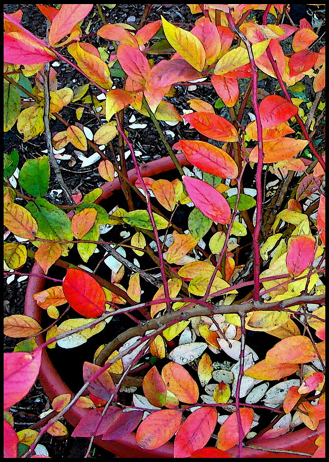 Fall Blueberry Bush Digital Art by Gary Olsen-Hasek