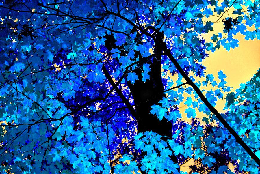 Tree Photograph - Fall Blues by Sheryl Thomas