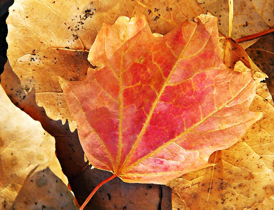 Fall Blush  Photograph by Chris Berry