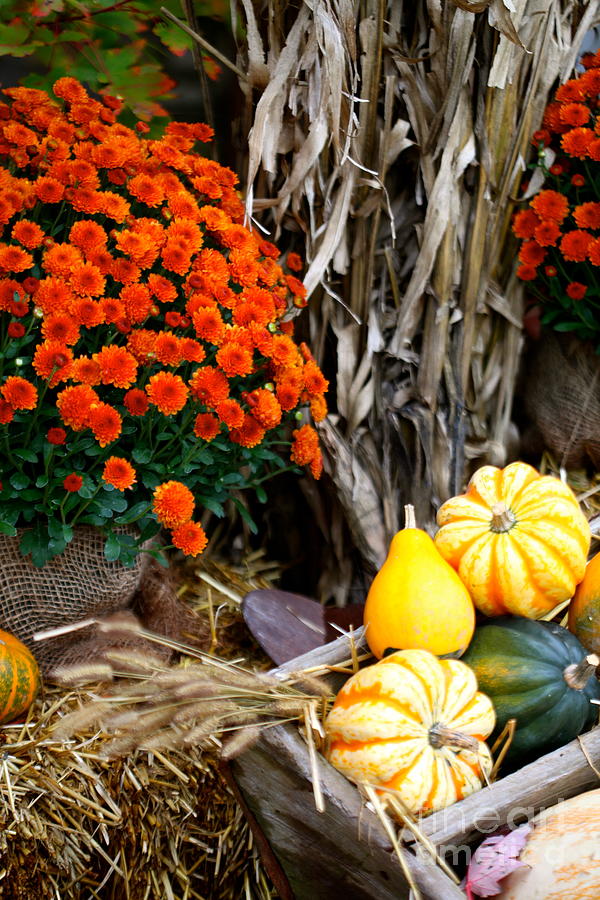 Fall Bounty Photograph by Nadine Rippelmeyer