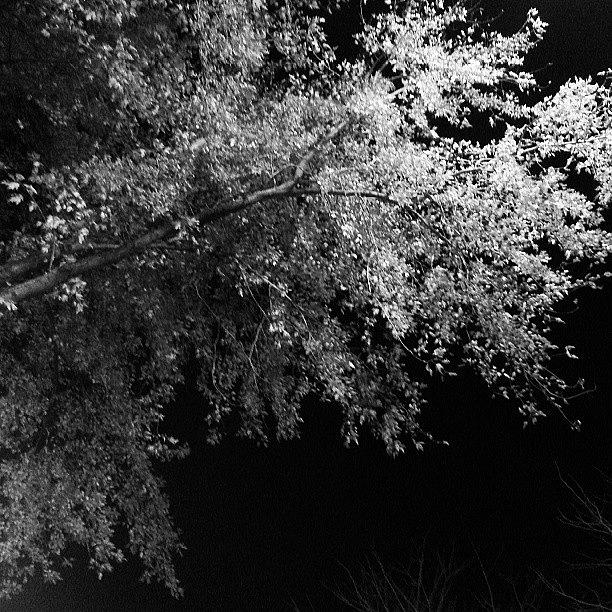 Fall Photograph - Fall Branches By Night by Jill Tuinier