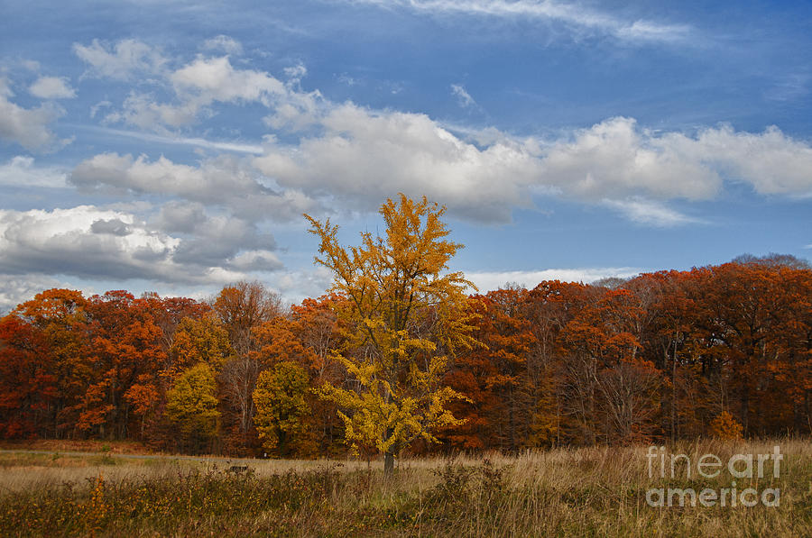 Fall Brilliance Photograph by Terry Rowe