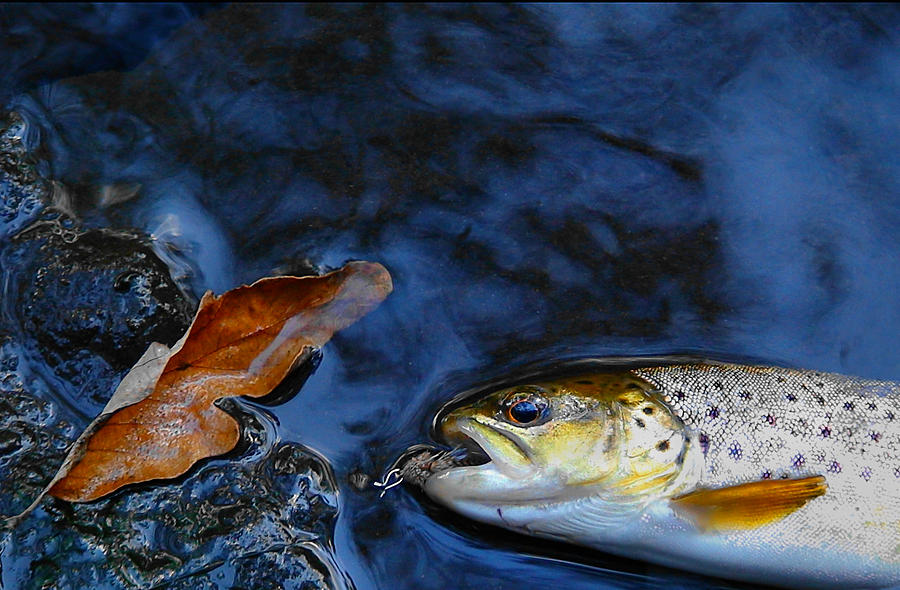 Fall Brown Trout Photograph by Thomas Young