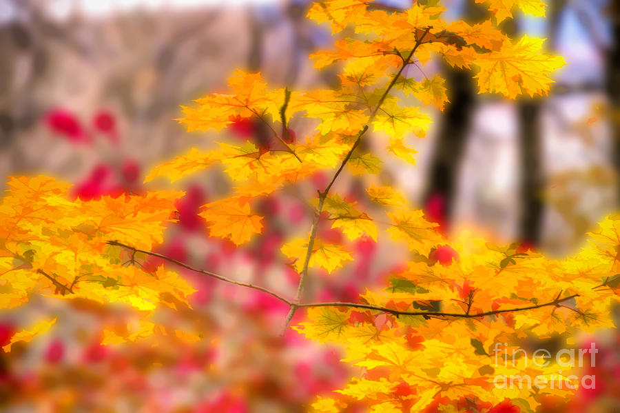 Fall bursting with color Photograph by Dan Friend