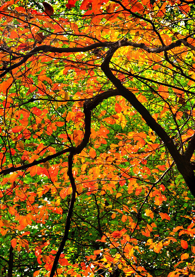 Fall Canopy Photograph by Carolyn Derstine