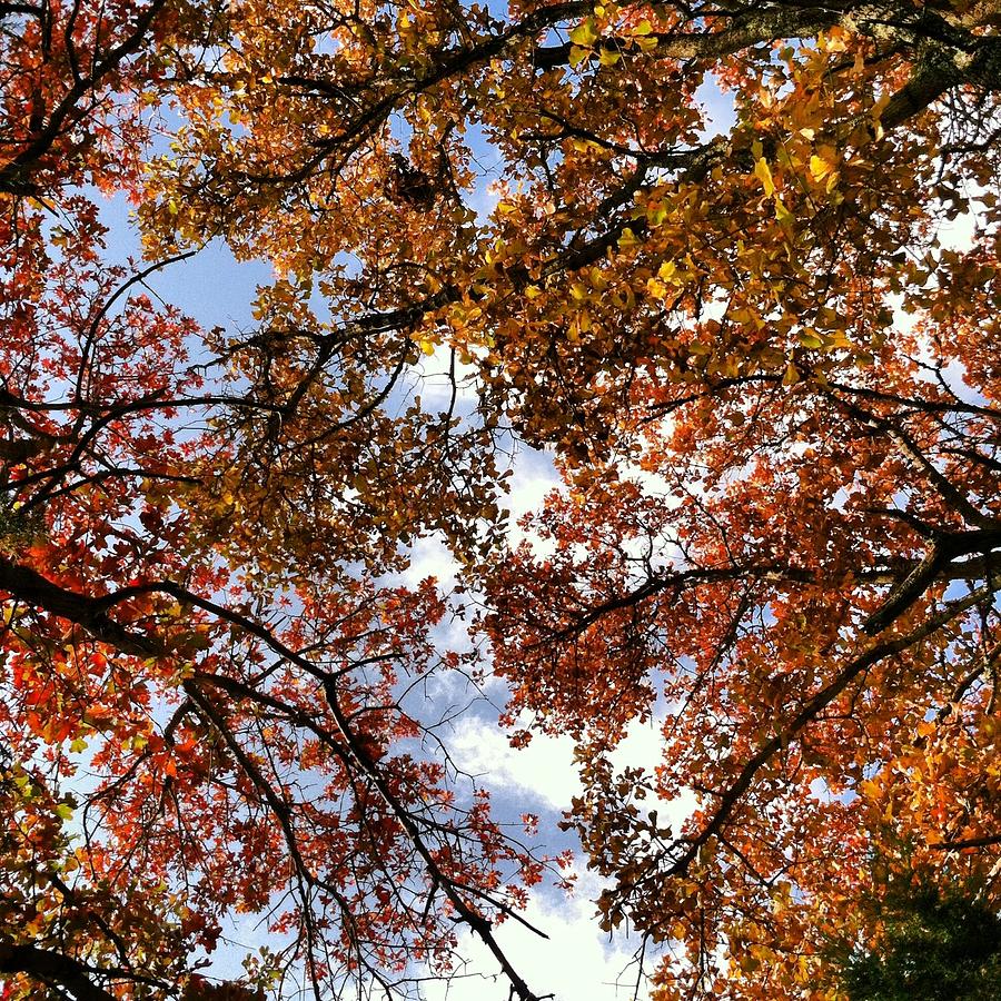 Fall Canopy Photograph by Elliott Strom - Fine Art America