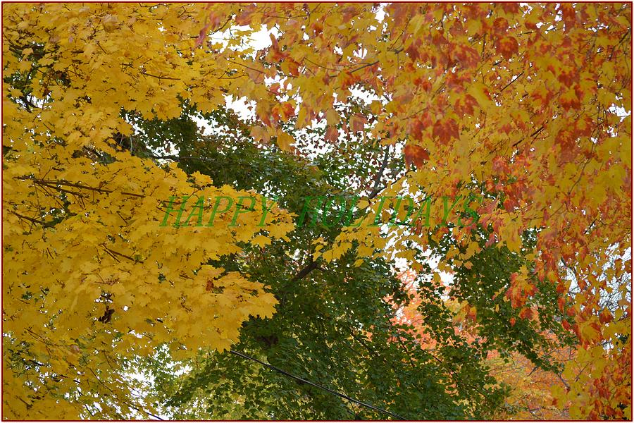 Fall Canopy Photograph by Sonali Gangane