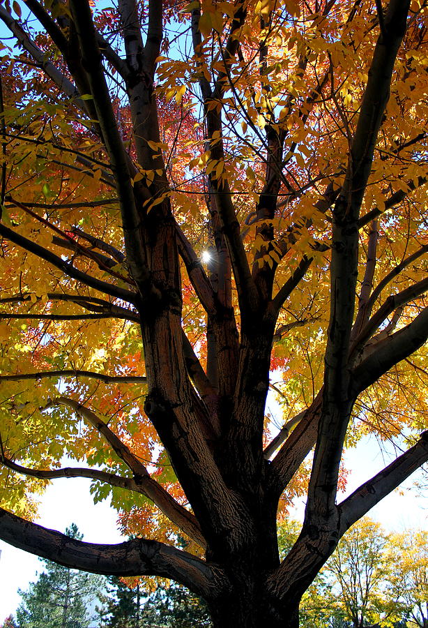 Fall Canopy Photograph by Trent Mallett