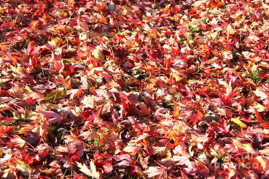 Fall Carpet Photograph by Yumi Johnson