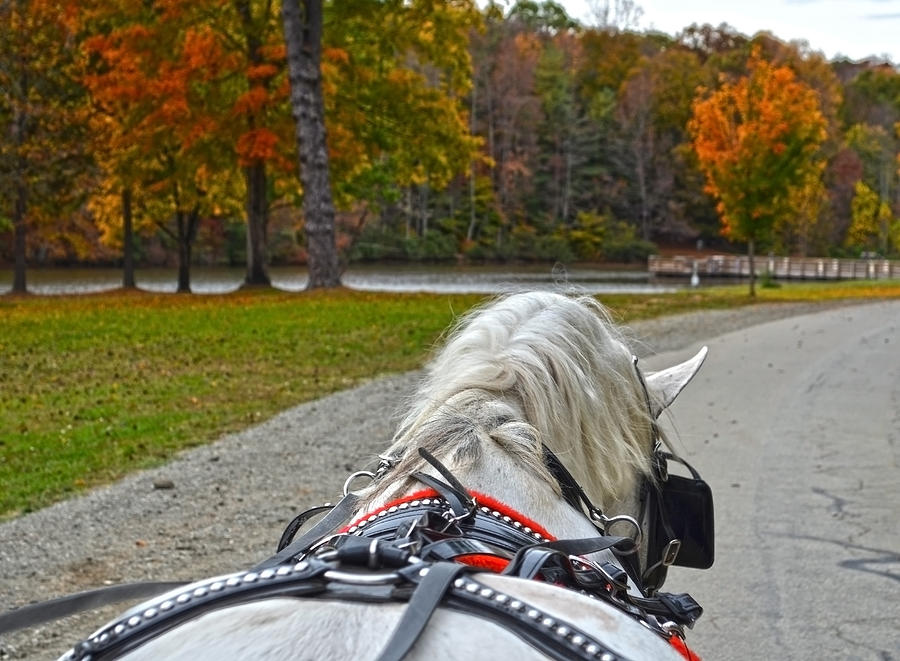 Fall Carriage Ride Photograph by Sandi OReilly