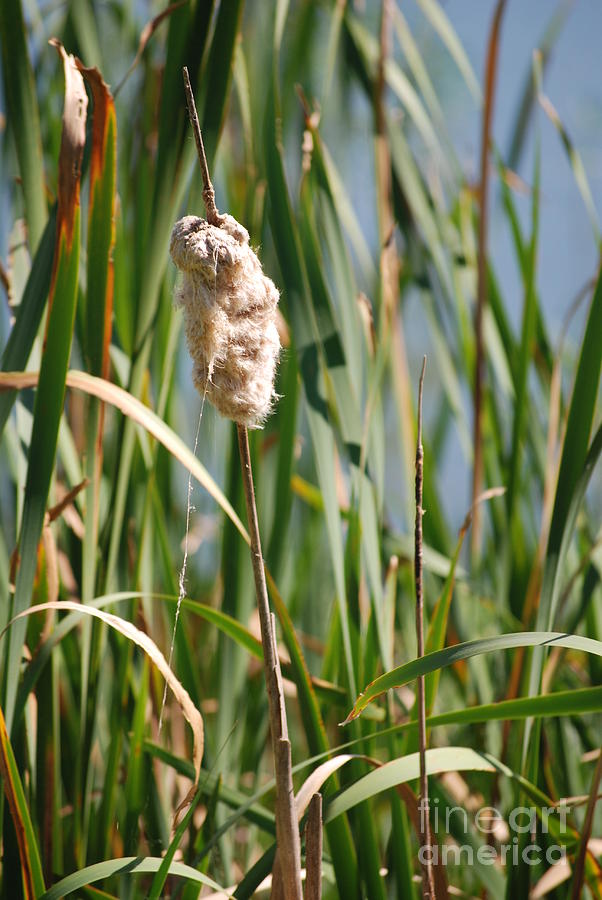 Nature Photograph - Fall Cattail by Mark McReynolds