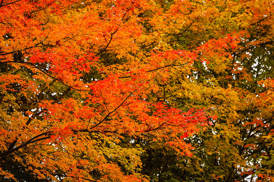 Fall Color 11 Photograph by Mike Penney - Fine Art America