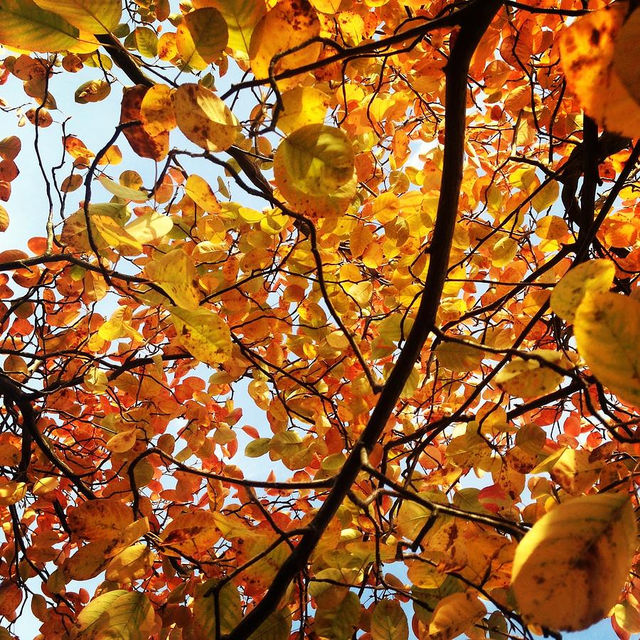 Autumn Brilliance Photograph by Angela Rath
