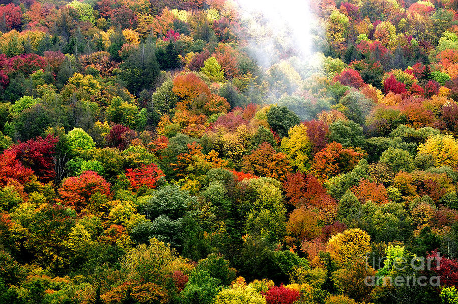 Fall Color And Mist Photograph