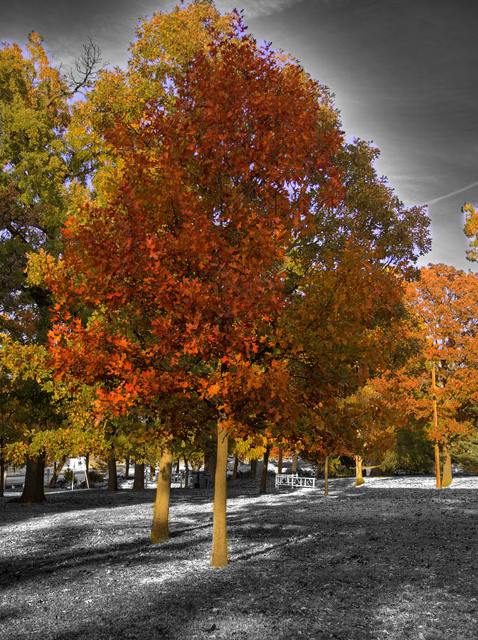 Nature Photograph - Fall Color at Woodward Park 2f by John Straton