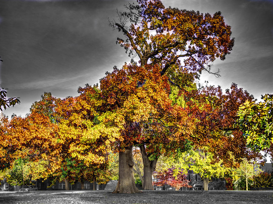 Nature Photograph - Fall Color at Woodward Park 3f by John Straton