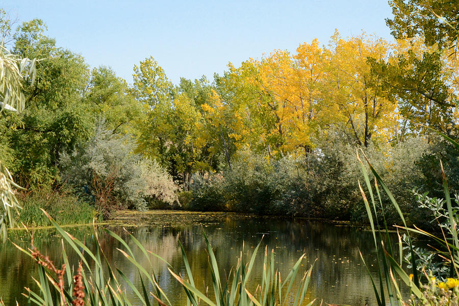 Fall Color Begins on a Black Hills Wetland Photograph by Greni Graph