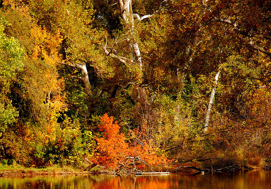 Fall Color Creekside Photograph by Holly Blunkall