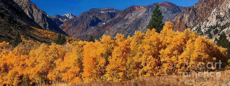 Fall Color Eastern Sierras California Photograph by Dave Welling