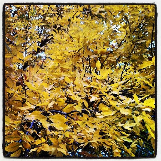 Fall Photograph - Fall Color  by Greta Olivas