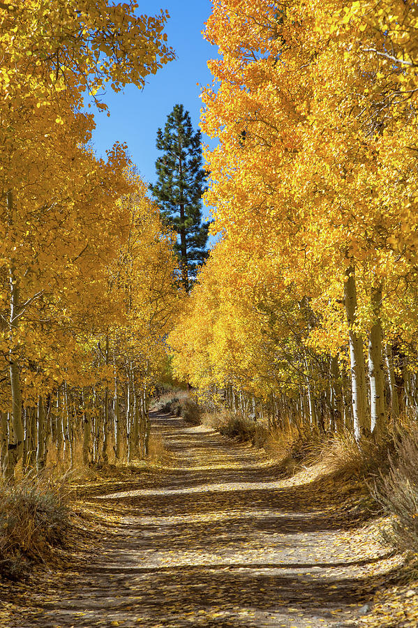 Fall Color In Lundy Canyon by Mimi Ditchie Photography