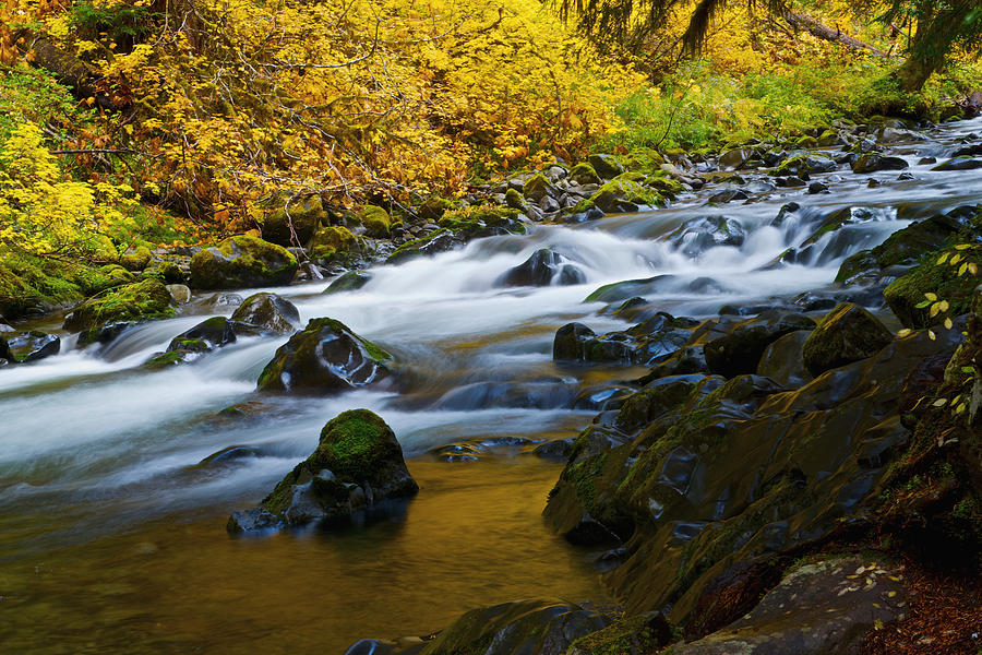 Fall color in Sol Duc River Photograph by Hisao Mogi