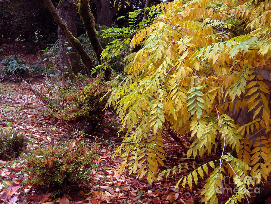 Fall Color in the Yashiro Japanese Garden Photograph by Ellen Miffitt