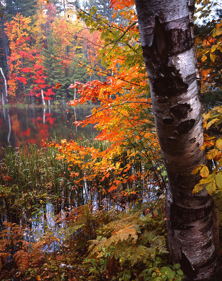 Fall Color in Upper Michigan Photograph by Ray Mathis