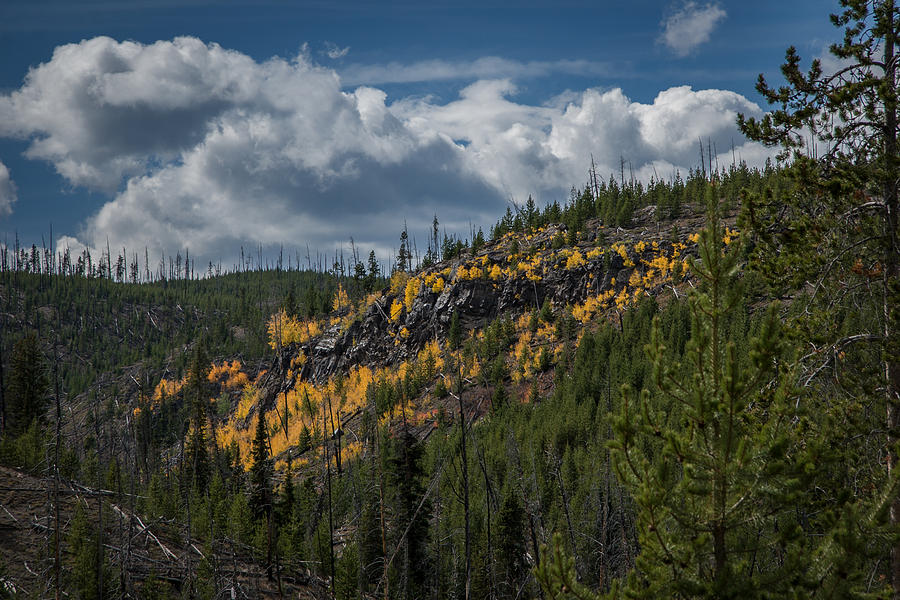 Fall Color in Yellowstone Photograph by Roger Mullenhour