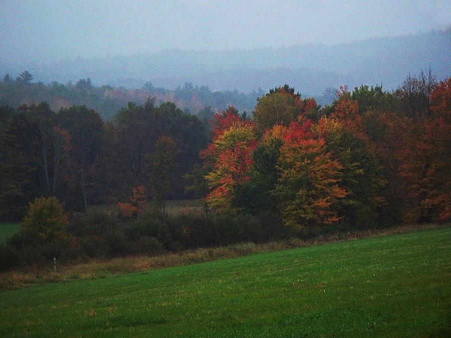Tree Photograph - Fall Color by Joy Nichols