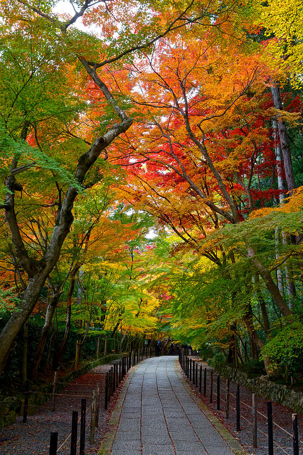 Fall color - maple tunnel  Photograph by Hisao Mogi
