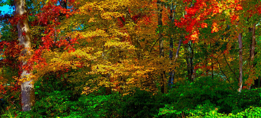 Fall Color Orton Effect Photograph by Rick Mosher