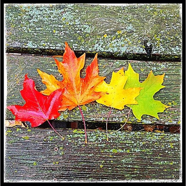 Nature Photograph - Fall Color Spectrum #autumn #fallcolors by Hermes Fine Art