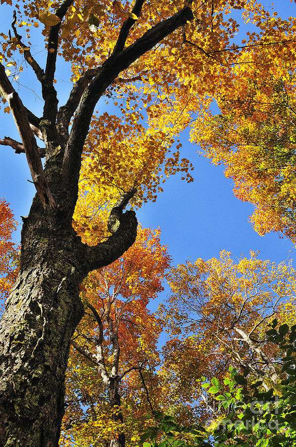 Fall Color Sugar Maple Photograph by Thomas R Fletcher