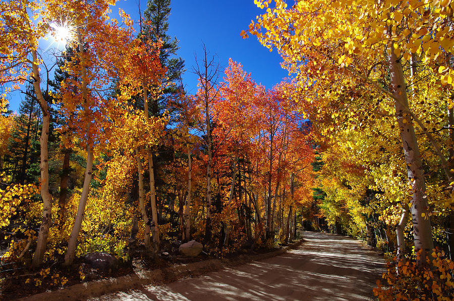 Fall Color Sunburst Photograph by Scott McGuire