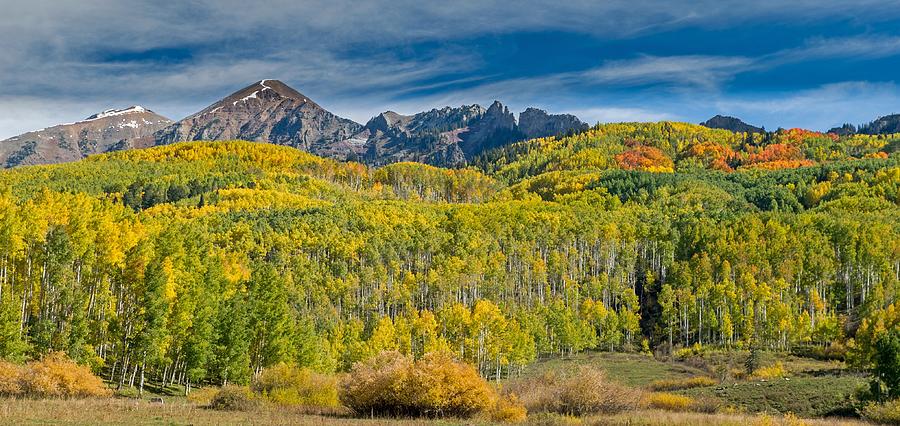 Fall Colorado Aspens Showing Their Colors Photograph by Willie Harper