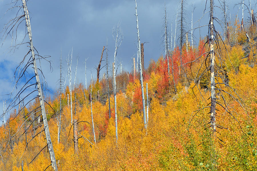 Grand Canyon National Park Photograph - Fall Colored Aspen Skeletons by Dean Hueber