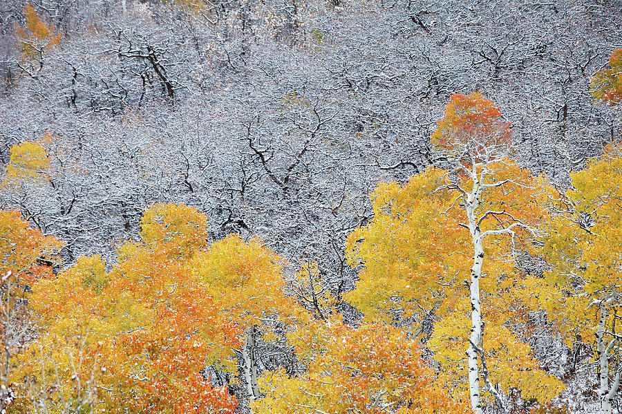 Fall Colored Aspen Trees And Bare Trees Photograph by Karen Desjardin