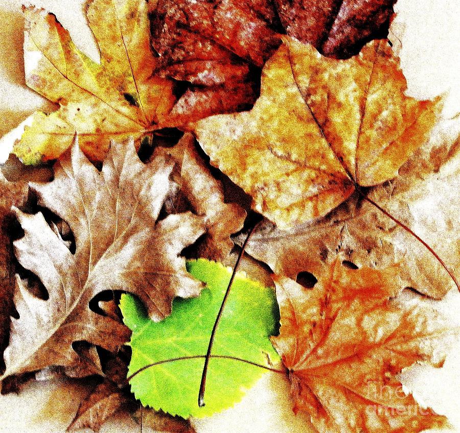 Fall Colored Leaves Photograph by Marsha Heiken