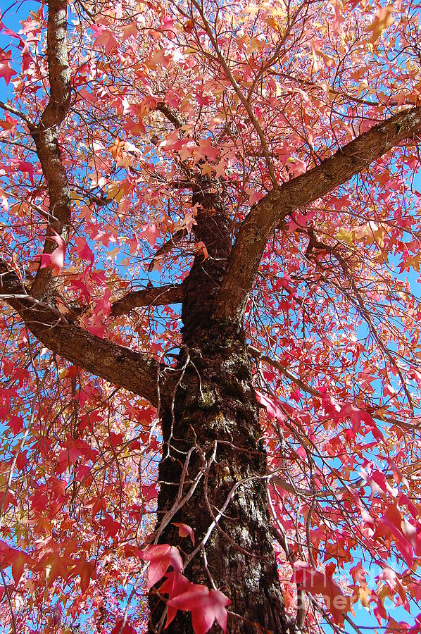 Fall Colored Maple Photograph by Debra Thompson