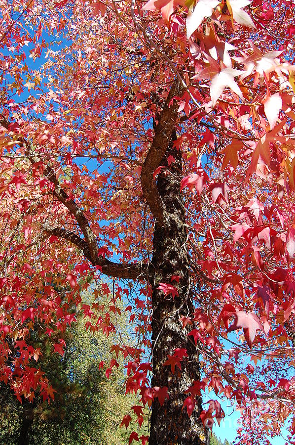 Fall Colored Maple Tree Photograph by Debra Thompson