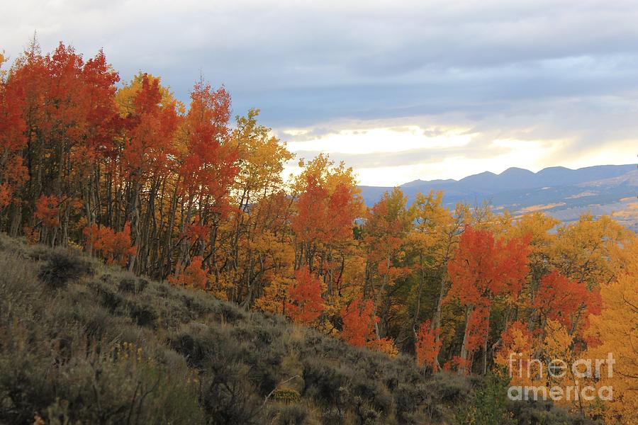 Fall Colors 2 Photograph by Tonya Hance
