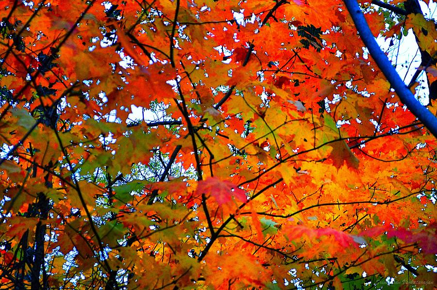 Fall Colors 2014-4 Photograph