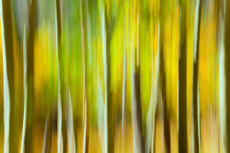 Fall Colors Abstract Photograph by Jonathan Nguyen