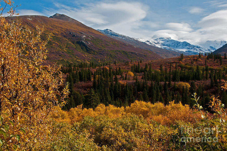 Fall Colors, Alaska Photograph by Mark Newman