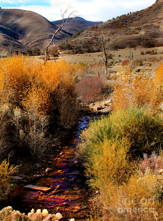 Fall Colors Along A  Desert Stream Photograph by Robert Bales